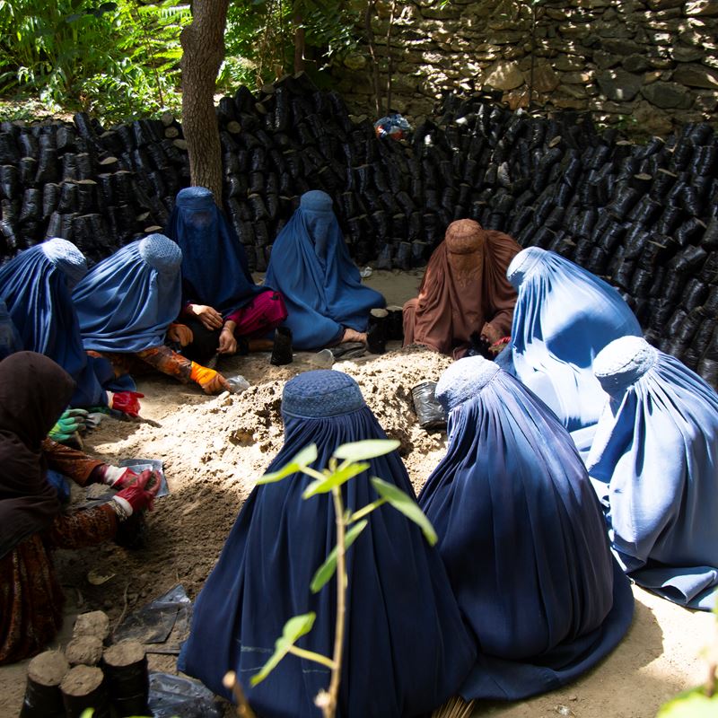 Afghan women working together at a plant nursery in Kunar province. Photo // DRC