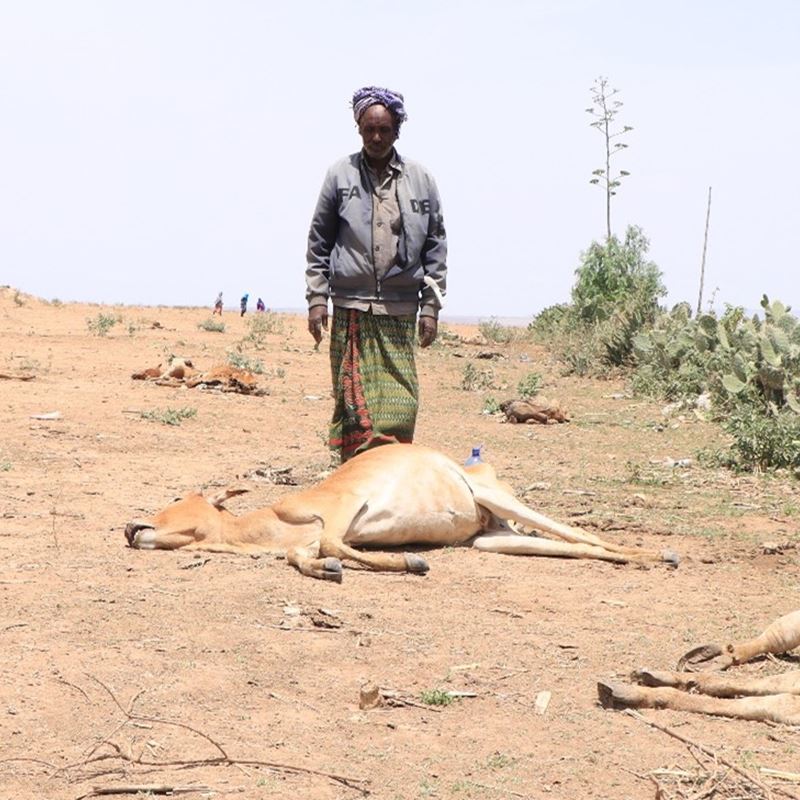 Ahmed is one among thousands of pastoralists in Somali Region of Ethiopia that have lost livestock to the drought.Maslah/DRC